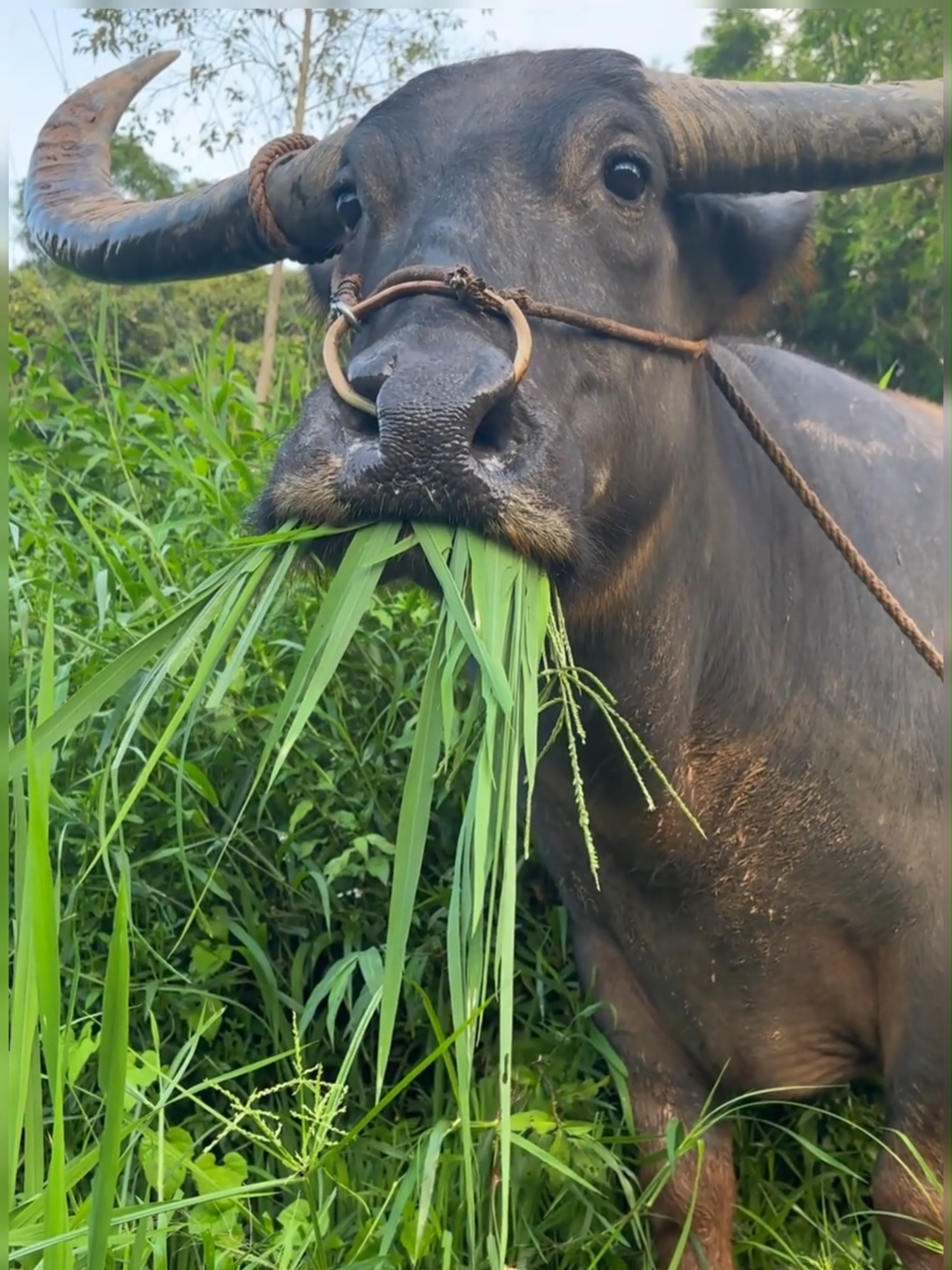 The water buffalo eats grass, with such sincere eyes. #Animal#Cattle#EatingGrass#Eyes#Innocent#Interesting#Cute #Buffalo #fyp