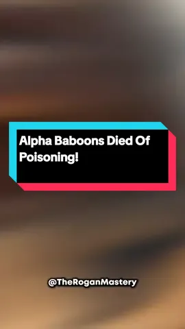 Alpha Baboons Died Of Poisoning! #joerogan #alphamales #apes #ape #baboons #baboon #shorts  #viral #foryou #tiktok #fy #fyp #creatorsearchinsights 
