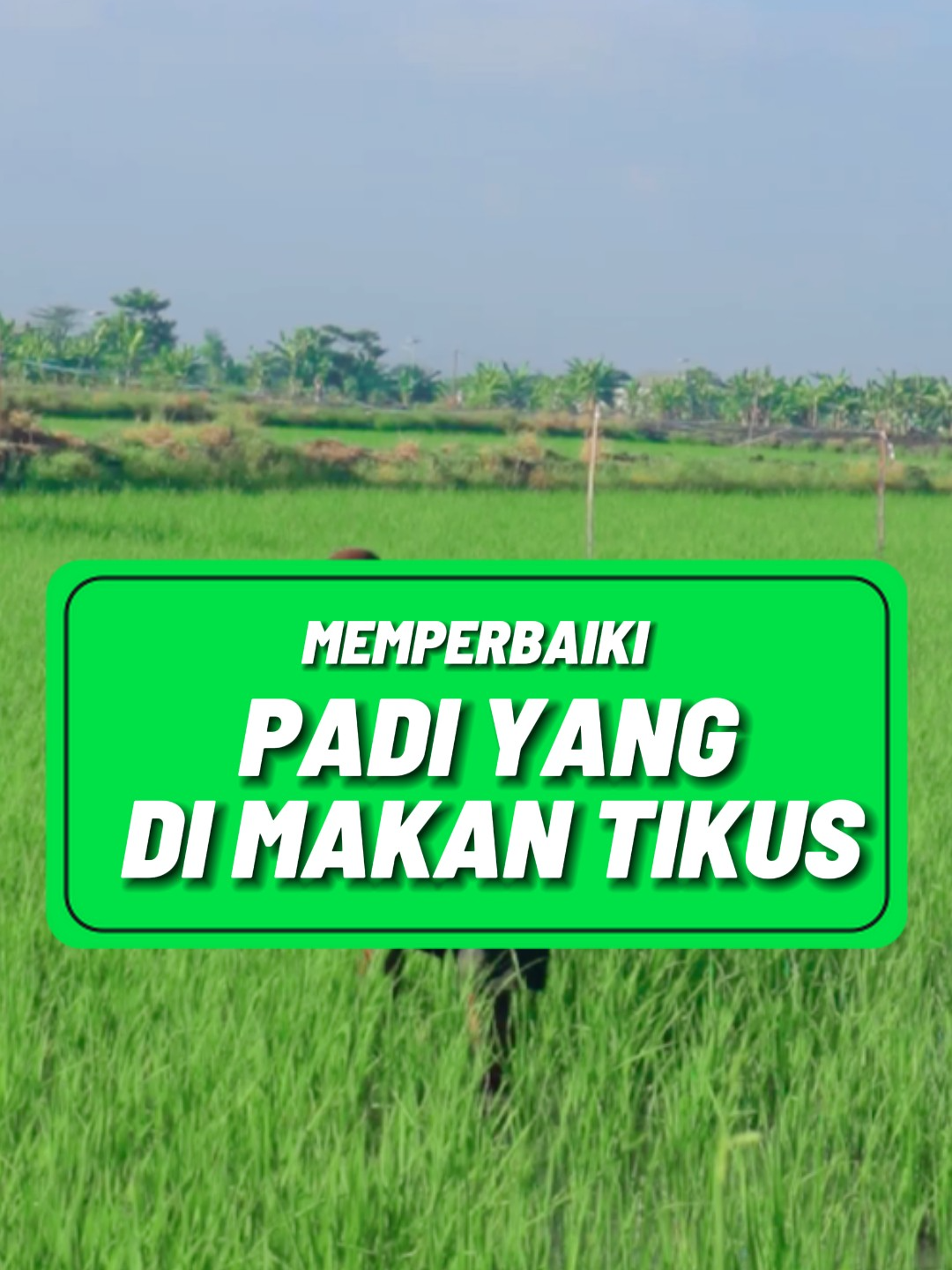 MEMPERBAIKI PADI AKIBAT DI MAKAN TIKUS 🎋 #pertanian #petani #pertanianmodern #perkebunan #petanimuda #petaniindonesia #tanaman #pupukorganik #bibitbuah #kebun #indonesia #tabulampot #petanimodern #hidroponik #pupuk #tanamanhias #buah #tanamanbuah #petanimilenial #urbanfarming #bibittanaman #bertanisatuibadah #berkebundirumahaja #agriculture #organik #petaniberdasi #bertanisatuibadah#culture #peternakan