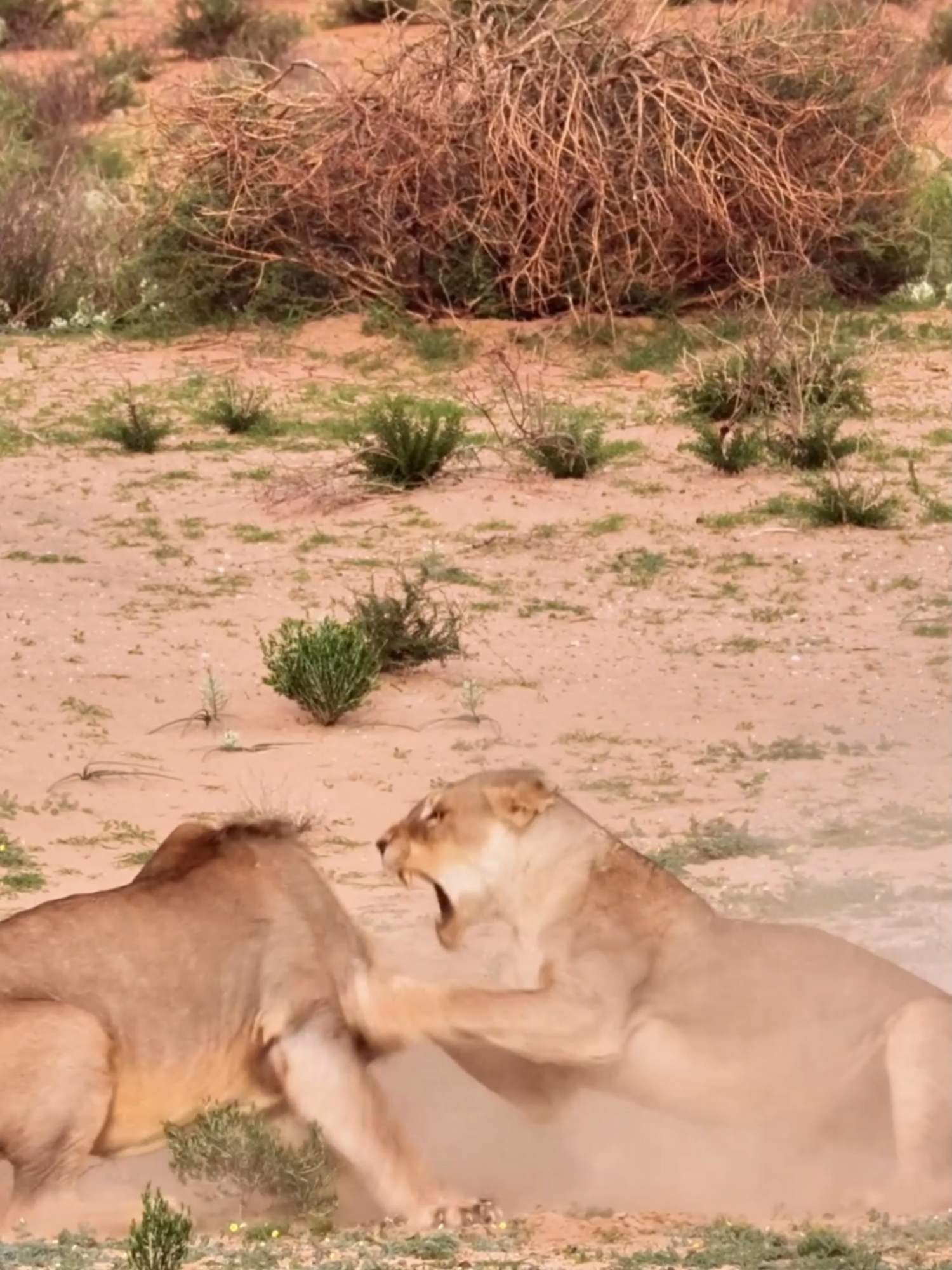 Lion vs. Lioness! Who will dominate the savanna in this epic face-off? 🦁🔥 #LionVsLioness #lions #wildlife #tiktokviral