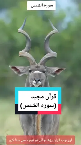 Quran Majeed, Surah Al Shams , #Allah #Quran #islamic_video #satisfyingvideo #tiktok #fyp #foryou #viral #islam #unfreezemyacount #growmyaccount 