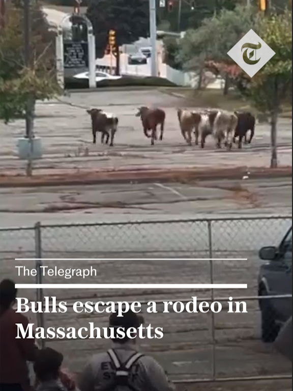 🐂 Eight bulls escaped a rodeo being held in a carpark of a mall in North Attleboro, Massachusetts. One of the animals was caught immediately, but the remaining seven charged through a fence and ended up in a garden of a resident one town over. Seven of the eight animals were caught while the eighth bull still remains on the loose. For more from The Telegraph, click the link in our bio. 🔗 #usnews #massachusetts #rodeo