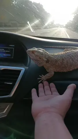 Wait for HARDCORE PARKOUR!!! #beardiesoftiktok #reptilesoftiktok #reptile #beardeddragonsoftiktok #beardeddragonlife #beardies #beardeddragon #beardeddragons #thatbeardieperseus #percythebeardie #lizard #beardedlizard #cuteanimals #cuteanimalvideos 