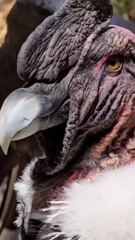 🦅REY DE LOS ANDES🌬️🏔️ El cóndor andino (Vultur Gryphus) es una especie emblemática de Sudamérica y está considerada un patrimonio cultural y natural. Los incas creían que era inmortal. Y para los pueblos andinos también representa la fuerza, la inteligencia y la exaltación. El ave es considerada un símbolo de poder y salud. #condordelosandes #ReyDelosAndes #Ancash #arequipaperu #cusco #descubretacna  #condor #reydelasalturas