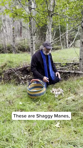 Paul Stamets finds the Shaggy Mane, Coprinus comatus. Stay tuned this month for more videos on Shaggy Mane and to learn more about one of Paul’s favorite edible mushrooms! (Shaggy Mane should not be consumed with alcohol.) #shaggymane #inkycap #mushroomeducation #paulstamets #mycology #nationalmushroommonth #ediblemushrooms