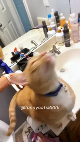 #fyp #fypシ゚viral #foryou #foryoupage #cat #cats #catsoftiktok 