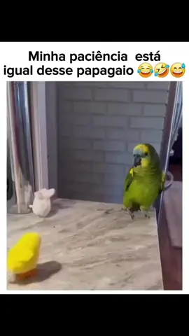 vídeos de animais engraçados  #funniestanimals #funniestcats #funniestdogs #memes #comedia #comediabr #animais #animaisengraçados 