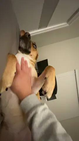 CUTEST EVER 💕 #fyp #foryoupage #parati #dog #dogsoftiktok #cutedog #funnydog #viral #trending 