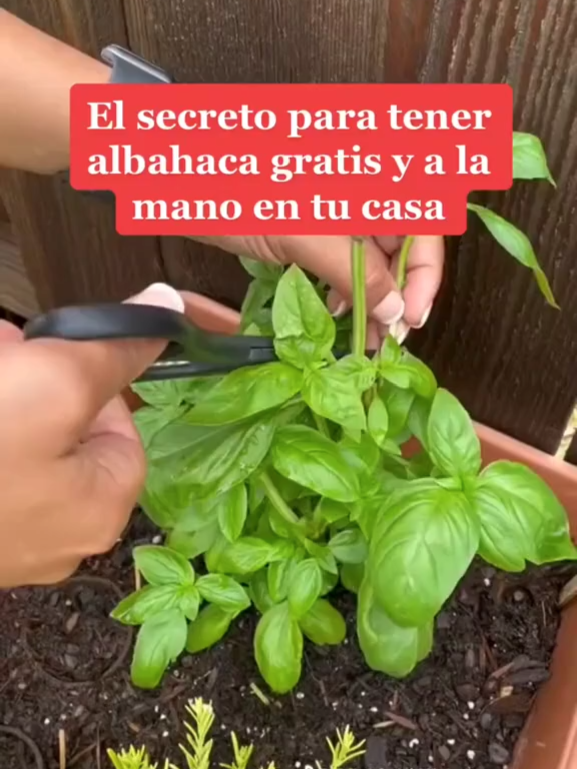 El secreto para una albahaca fresca y vibrante está en el cuidado adecuado: mucha luz, riego constante y un buen drenaje. 🌱✨ ¡Sigue estos consejos y disfruta de su aroma y sabor en tus platillos credito @nuestrahuertaorganica #AlbahacaFresca #CuidadoDePlantas #SaborNatural #vivero #plantas #diseñointerior #sucuelntas #jardin #plantasexterior #cactus #parati#foryou#paratuhogar  #plantascasa #plantasinterior