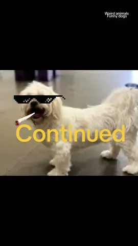 Only in new york…. #capcut #contentcreator #fyp #viralvideo #thuglife #dogsoftiktok #funny #likes #comment #follow #shorts #secret #live 