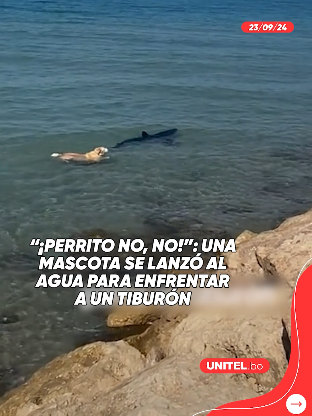 Un perrito se lanzó al mar Mediterráneo e intentó alcanzar a un tiburón que nadaba por las costas de Denia, una ciudad española. #Viral #Virales #Perrito #Tiburón #España #Mar #Unitel