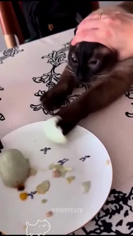 Greedy cat and man grabbing food#catsoftiktok #foryou #cat #funnycat #fypシ゚viral #funny #fuunyvideo 