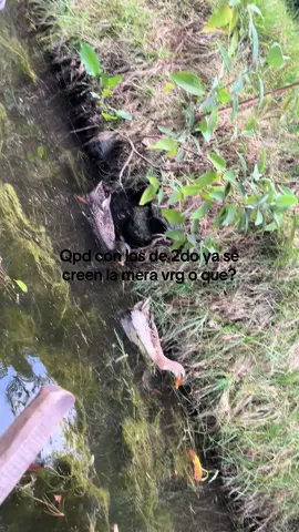 Caen gordos con su frase de “ya somos grandes”💀💀#paratii #fpy #parati #2do 