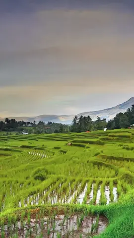 Di Nagari Jawi-Jawi, Kabupaten Solok, panorama persawahan memukau dengan hamparan hijau yang terhampar luas, dengan berlatar belakang Gunung Talang  yang menawan. Setiap musim, sawah ini bercerita tentang kehidupan petani dan keindahan alam yang tak tergantikan .  #jawi-jawi #jawijawi #kabupatensolok #solok #ranahminang #minangkabau #sumaterabarat #sawah #padi 