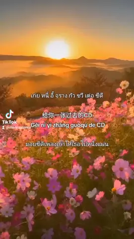 🌻🎙️🎶ดำน้ำกัน เต็มเพลง เพลง因为爱情 Yīnwèi àiqíng เพราะความรัก #因为爱情 #เพลงจีน #เพลงจีนแปลไทย #chainessong #bychanyaphanee 