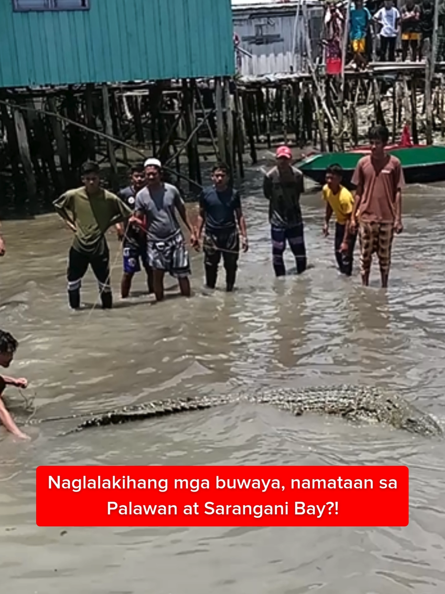 Naglalakihang mga buwaya, namataan sa Palawan at Sarangani Bay?! #KMJS | Kapuso Mo, Jessica Soho