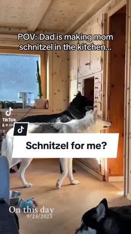 They do love a good Schnitzel #wolfdogs #nymeria #nymeriathewolfdog #nymeriathewolf #kato #katothewolfdog #katothewolf #miska #miskathemalmaute #schniztel #cooking #Home #kitchen #homecookedmeals #onthisday