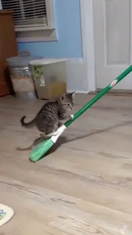 #cat #cats #cutecat #catlover #catsoftiktok #fyp #foryou #foryoupage #funny #fypシ #funnycat #funnyvideos #funnytiktok #funnyanimals #kitty