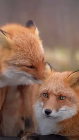 #foxes #fox #foryou #foryoupage #cute #furryfox #adorable #beautiful 