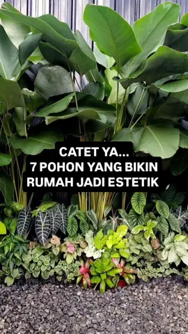 7 pohon yg bikin rumah jadi aesthetic nih😍 Credit: plant_garden_landscapedesigner . #tukangtamanbogor #landscapebogor #tukangtaman #landscapedesign #tamanminimalis #tukangtamanestetik #verticalgardenbogor #buketbogor #tanamanestetik
