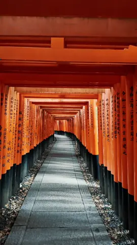 Walking through the iconic torii gates of Fushimi Inari in Kyoto. A magical experience. ⛩️✨  • • 📍Kyoto 🇯🇵 📸Shot with Dji Pocket 3  • • #kyoto #京都 #fushimiinaritaisha #kyototrip #そうだ京都行こう #京都カフェ #kyototravel #kyoto_style #travel #伏見稲荷 #写真好きな人と繋がりたい #ファインダー越しの私の世界 #fushimiinaritaishashrine #千本鳥居 #神社 #kyotogram #kyōto #cherryblossom #후시미이나리타이샤 #pentax #фусимиинари #temple #写真撮ってる人と繋がりたい #travelgram #fushimi #ศาลเจ #伏見稻荷大社 #japan 