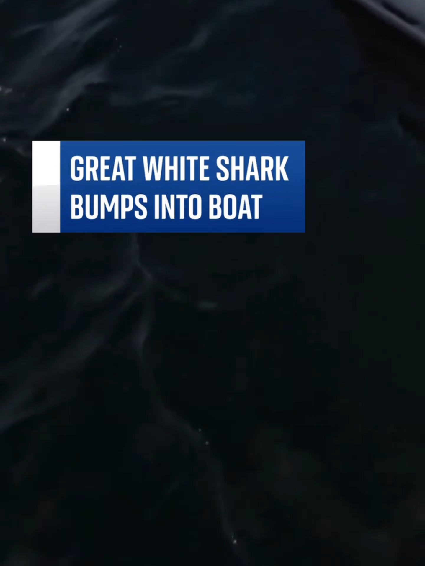 Whale watchers in Port San Luis, California, came face to face with a great white shark. Video captured the heart-stopping moment the shark nudged the side of the boat.