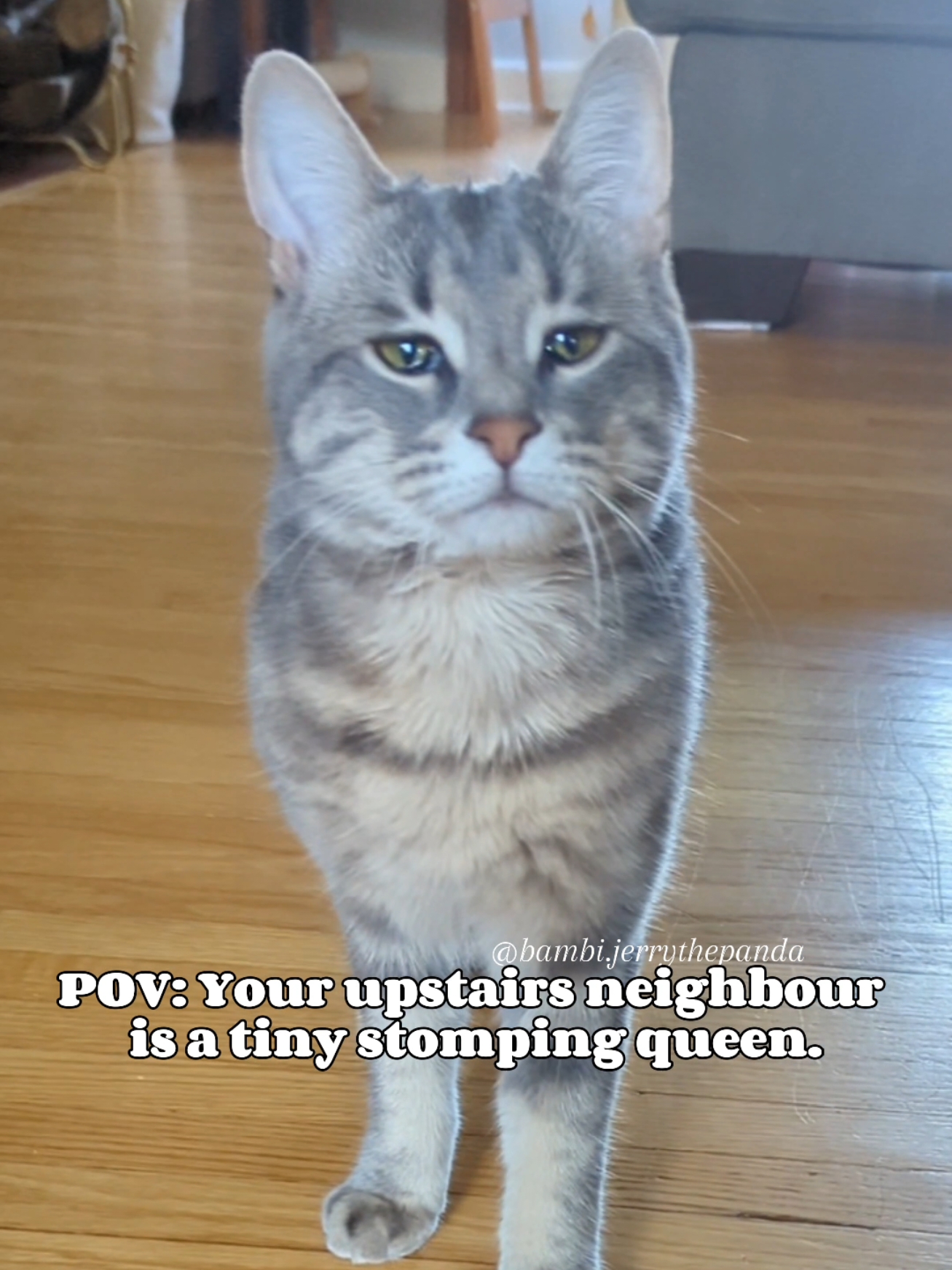 What would you do if your upstairs neighbor was a tiny stomping queen? #Bambi #BambiStomps #Stompies #Stomp #ASMR #ASMRCat #UpstairsNeighbors #Elephantfeet #ChCat #WobblyCatSyndrome #Queen #ItGirl #CatWalk 