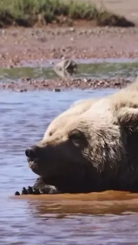 Photographer Rebekka Piles captures a rare moment of a bear chilling out on a hot shmmers day blowing bubbles  #bear #cute #bigboy #water #cutebear #wildlife (cr ig malenmitlicht)