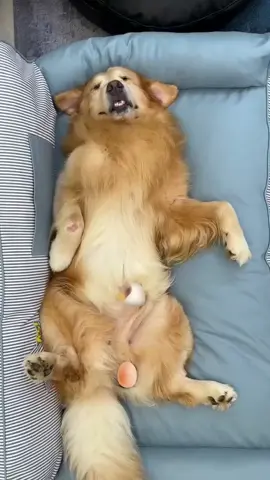It's too cozy on the couch #goldenretrieverlife #dogbed #dogsoftiktok #fyp 