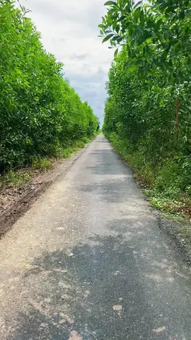 Trải qua một ngày dài tôi mong cho tất cả...#thaihoa88 #tamsu #langque 