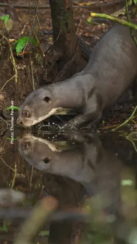 Presented by National Geographic Society in partnership with Rolex. Thomas Peschak spent weeks exploring Ecuador's Napo River to find giant river otters and discover how the amazing wildlife of the Amazon connects with its waters 🦦   This expedition was supported by Rolex and its Perpetual Planet Initiative, which is partnering with the National Geographic Society on science-based expeditions to explore, study, and document change in the planet’s most unique regions. #PerpetualPlanet 