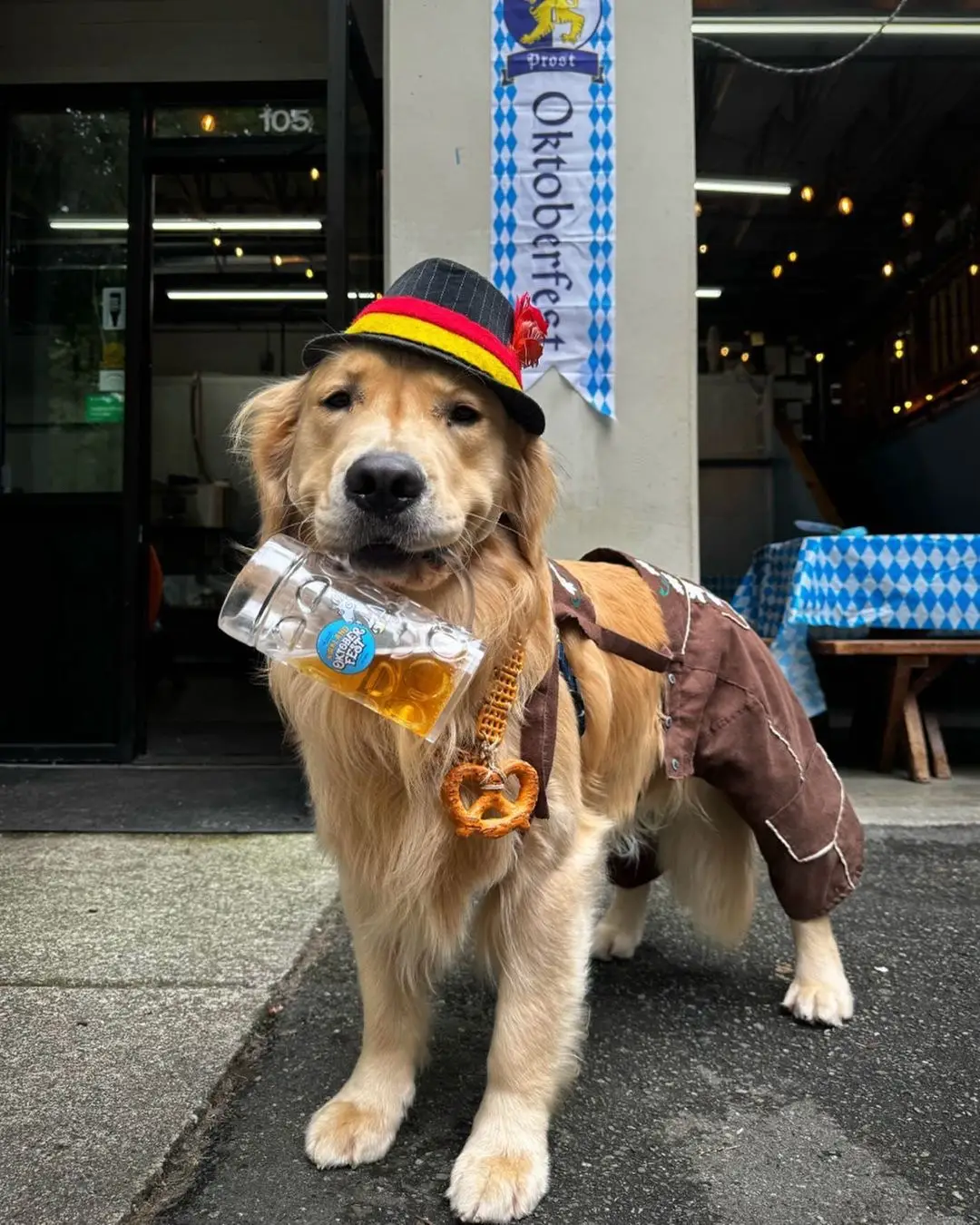 Via: dash.dog #dog #goldenretriever #oktoberfest #funnydog 