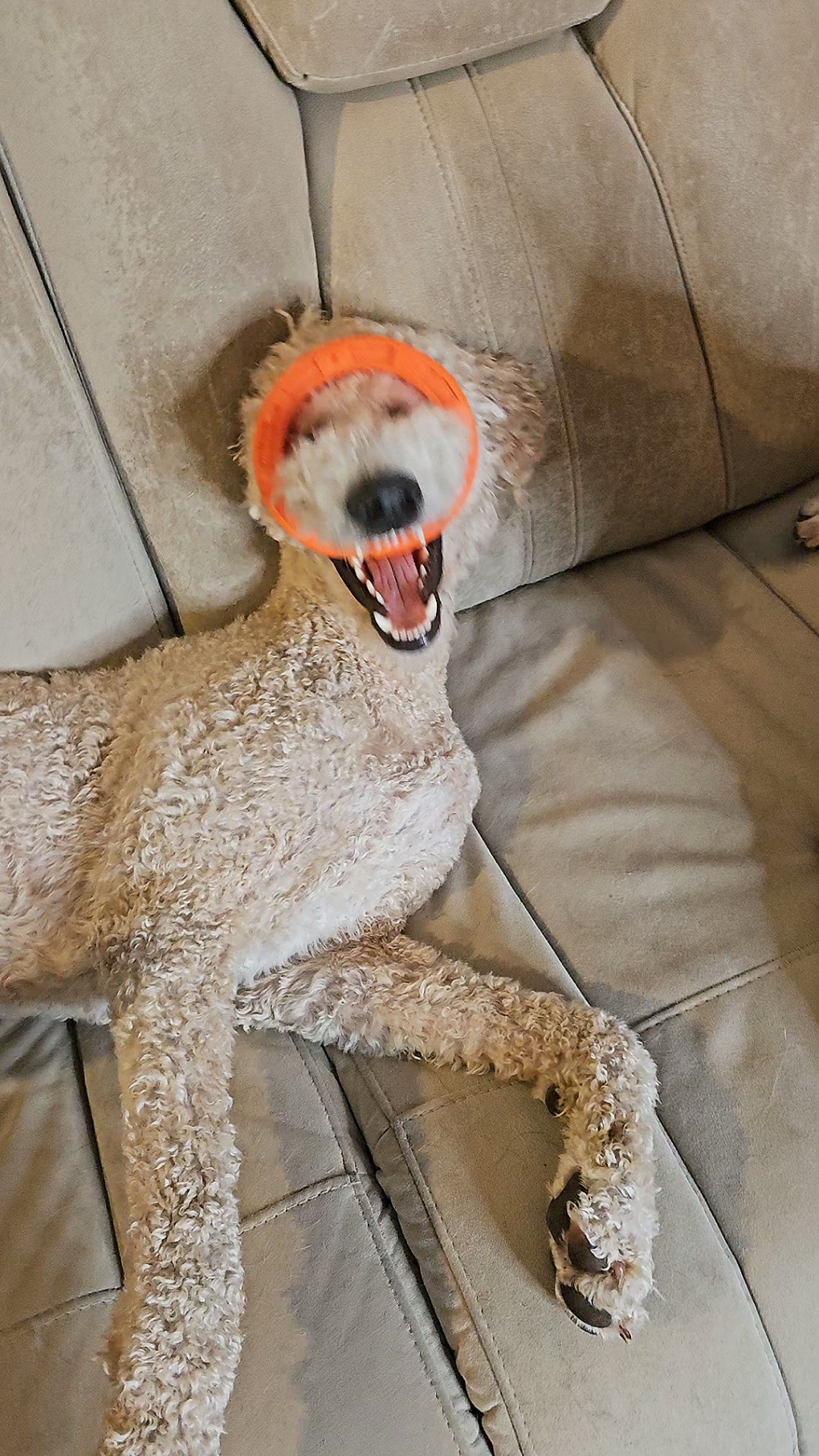 Funny Dog #funnypets #funnydog #cutedog #foryou #trending #cute #dog #dogsoftiktok #pawsup🐾♥️🐾 #kimbaandfriends 