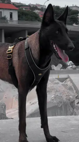#malinoi #malinois #malinoisdog #malinoisoftiktok #malinoispuppy #malinoislovers #belgianmalinois #dog #dogsoftiktok #dogs #doglover #puppy #puppylove #puppylove #puppytiktok #pourtoi #parati #foryou dogsphotography #splendid_animals #malinoispower #meute #malinoislife #malinoisofficial #malinoischarbonné #blackmalinois #attentionauchien #dogsecurity #chiens #gang #bivouac #meutedechiens 