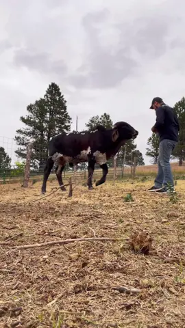 I’ve never really taught any animal with treats (creates bad habits) but he’s so freaking smart!!! So proud of my big boy “Rank Frank”!!!  #foryoupageシ #foryouシ #fypage #fyp #southdakota #horsebackriding #bull #riding  #western #cowboys #bullrider #bullriding #rodeo #buckingbulls #brahman #brahmancattle #fypシ゚viral #bucking #rancho #reelschallenge #reelstrending 