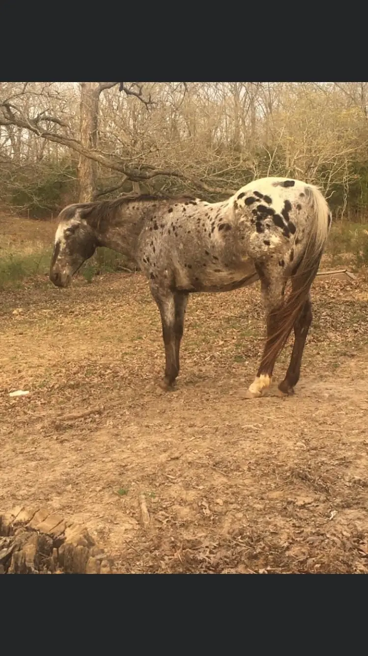 #creatorsearchinsights #horsesoftiktok #horse #blessed #appaloosa 