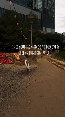 Tickets were $18 per person and you get to take a pumkin home with you ❤️🥹 #discoverygreenhouston #houstontx #pumpkinseason #pumpkinpatch #fallaesthetic #fallseason🍂 #falltok #fallrecipes #couplestiktok 