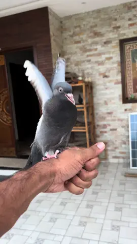 Izzat zillat khuda deta hai 😇💯 | Watch end | Don't under review my video | How to train a pigeon baby? | How to tranning hand tame pigeon | hand tamed birds | Pigeon shera | Free fly tranning | Say Mashallah 😍 | Aj Pets #ahsanjutt #seeti #raju #shera #ajlpets #foryou #pigeon #kabootar #pets #birds #Love #tiktokviral #handtame #golumolu #dove #ajpets #badshah #mynatalkingbird #trending #mynabird #motupatlu #finches #crow #dontunderreviewmyvideo 