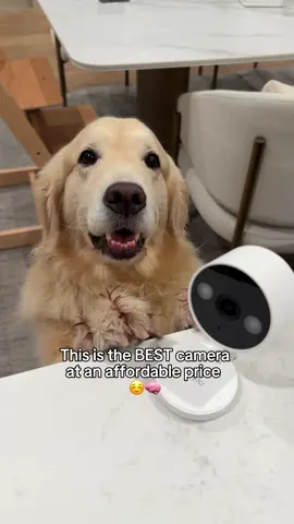 Love our new security Camera: Tapo C120 because it captures Maui’s behaviors in high resolution but at a very affordable price. And it works for outdoors too! Check out the link in my bio. @TP.LINK #tapoc120 #tapobytplink #TPLinkPartner