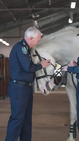 Police horses have been moved into their new home at Gepps Cross as the new state-of-the-art mounted operations site nears its completion. Mounted operations officers and stable hands have spent the past few days readying the site for the 32 SA Police horses as they moved in to the $90m facility on Sunday. The opening of the Gepps Cross facility comes after the controversial decision to relocate the Mounted Operations Unit from the Thebarton Barracks to make way for the construction of the new Women’s and Children’s Hospital. #policehorse #sapolice #sapol #adelaide #southaustralia #geppscross #thebarton #womensandchildrenshospital