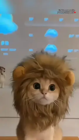 🎃🐾 Ready to ROAR this Halloween? Transform your furry friend into the king of the jungle with our adorable Lion Mane Wig for Cats! 🦁✨ Perfect for adding a touch of wild fun to Halloween or any occasion, this soft and comfy mane is the ultimate costume for your little feline. Let your cat channel their inner lion and steal the spotlight! 😻👑 📸 Snap a pic and share your wild cat moments with us! Don’t forget to tag us for a chance to be featured! 🧡 Shop now on DHgate: https://tinyurl.com/2s36cpua #LionManeForCats #PetCostumeGoals #CatHalloweenCostume #DHgateFinds #PurrfectlyWild #FelineFashion #HalloweenPetCostume #CatLovers #WildCatVibes #Petstagram #PetCostumeFun