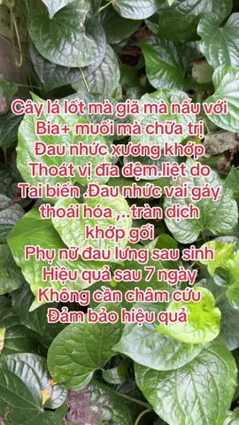 Cây lá lốt rất tốt cho xương khớp #lalot #xươngkhop #daulung #thoaihoacotsong #baithuochay #suckhoechomoinguoi #xuhuongtiktok #dieulinh 