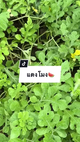 คราวนี้ตั้งใจปลูกแตงโมง🍉 ดูสิจะได้กินมั้ย #อินดี้อินผัก #บ้านแบ่งส่วน 