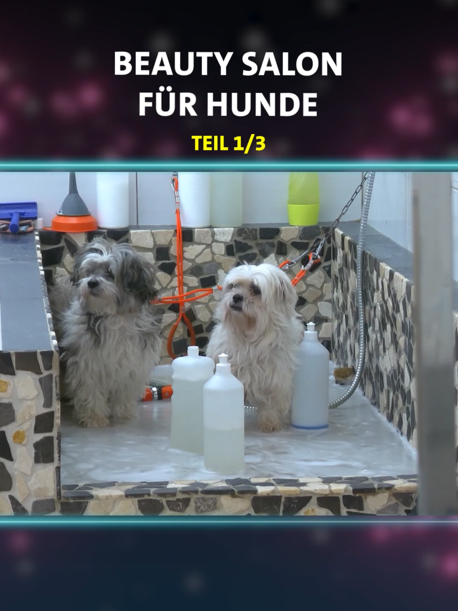 Waschtag im Hundesalon geht schief. 🤣 Seid ihr Team Hund oder Team Katze? Schreibt es in die Kommentare. 👇 #verstehensiespaß? #verstehensiespass #vss #pranks #lustig #hundesalon #dogs #hunde #haustiere