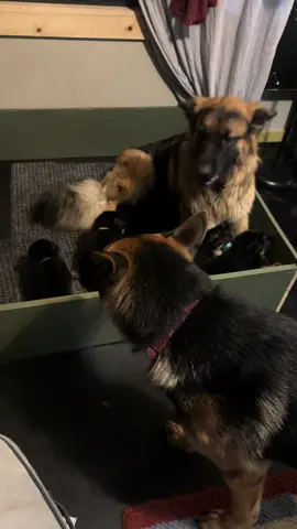 These 2 need counseling 😂#momlife #dadlife#puppy #germanshepherdpuppy #foryou #foryoupage #germanshepherd #dog 