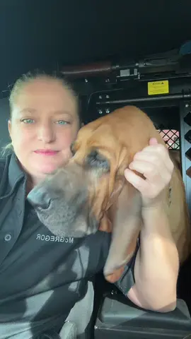 Hey everyone!! Been a while since Ruger and I have been on, it’s been a hell of a year and not so much in a good way so we are looking forward to having a great couple night meeting everyone and hanging out to answer questions, tell stories and play games.  @pascosheriffsoffice  #k9 #k9softiktok #bttbruger #bloodhounds #k9unit #thinblueline 