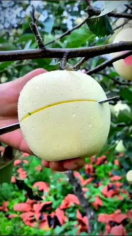 #Fruits #fyp #viral #foryoupageofficial #treanding #sound #talwat_e_quaran_e_pak #islamic_video 