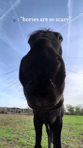 🗣️: “horses are so scary”… are they? . . #horseblep #blep #equestrian #horsesofinstagram #funny #funnyhorse #tonguehorse #boopthesnoot #cutehorse #boop #cute