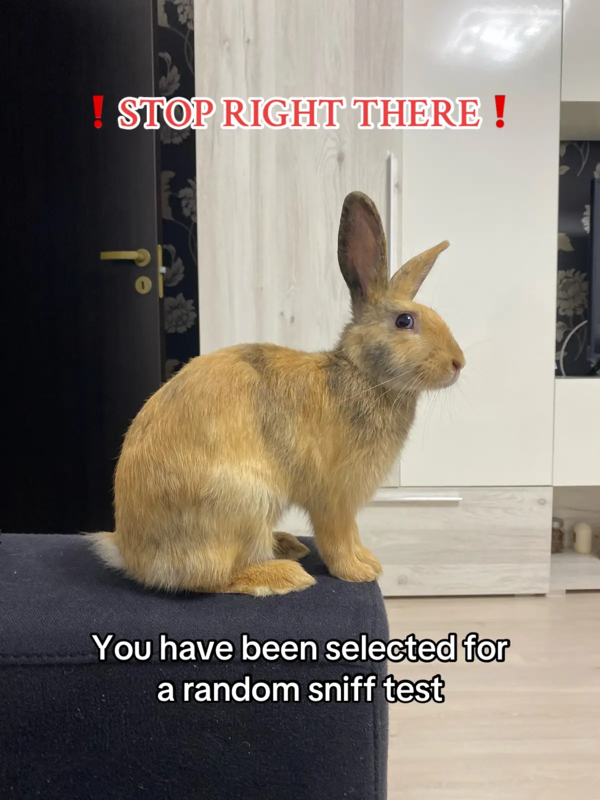 #bunniesoftiktok #bunny #rabbit #rabbitsoftiktok #PetsOfTikTok #bunnylife #foryoupage #foryou #fy #cute #adorable 