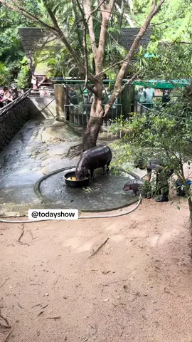 our girl #MooDeng is EATINNGGGG (while watching her mom eat) 🙂‍↕️ see more of our exclusive with this viral hippo on 9/26 on #TODAYShow 🦛👑